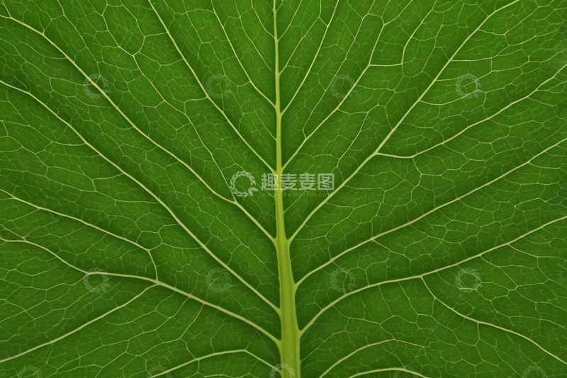 高清大图下载【趣麦麦图】绿色植物叶片纹理特写