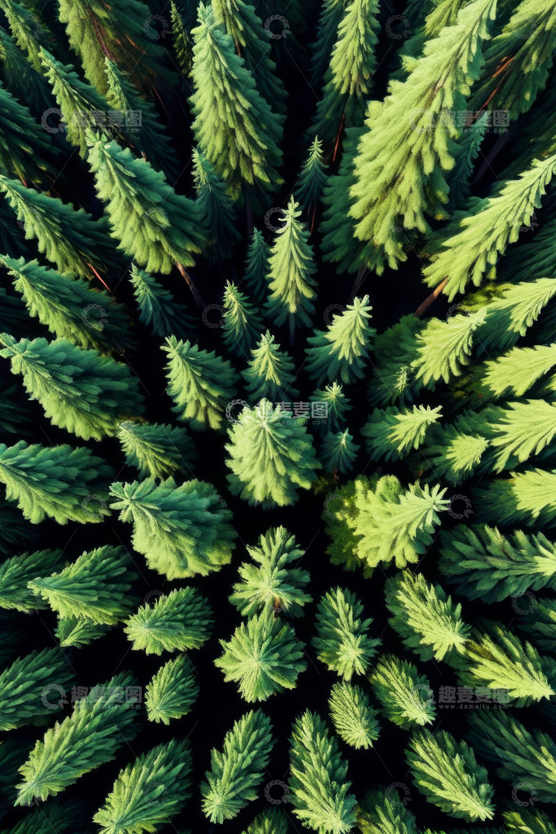 高清大图下载【趣麦麦图】俯拍茂密松树林自然风光