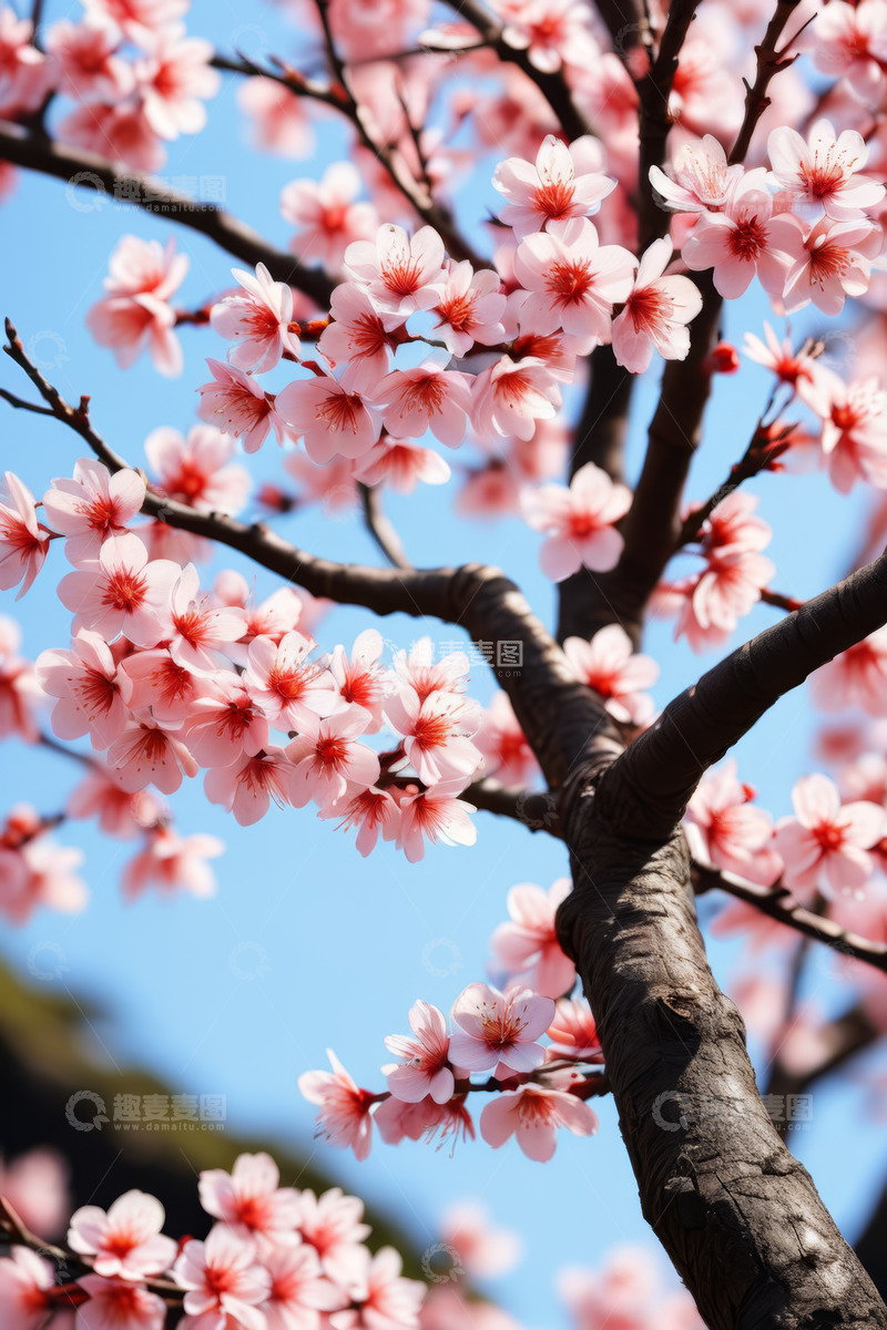 高清大图下载【趣麦麦图】盛开的粉色樱花树特写