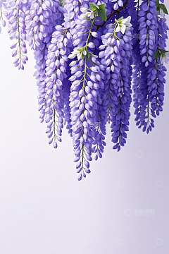 垂挂的紫色紫藤花