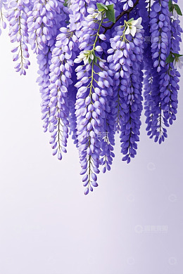 垂挂的紫色紫藤花