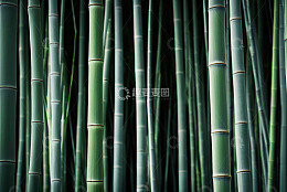 翠绿竹林自然景观素材