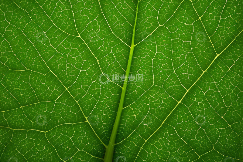 高清大图下载【趣麦麦图】绿色叶片叶脉微距特写