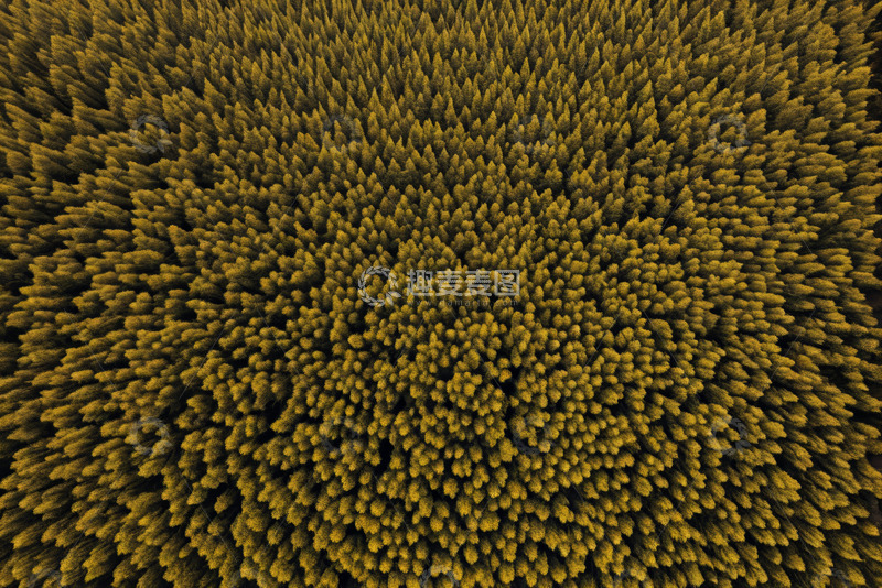 高清大图下载【趣麦麦图】俯瞰茂密森林全景图