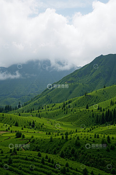 绿色梯田自然风光景观