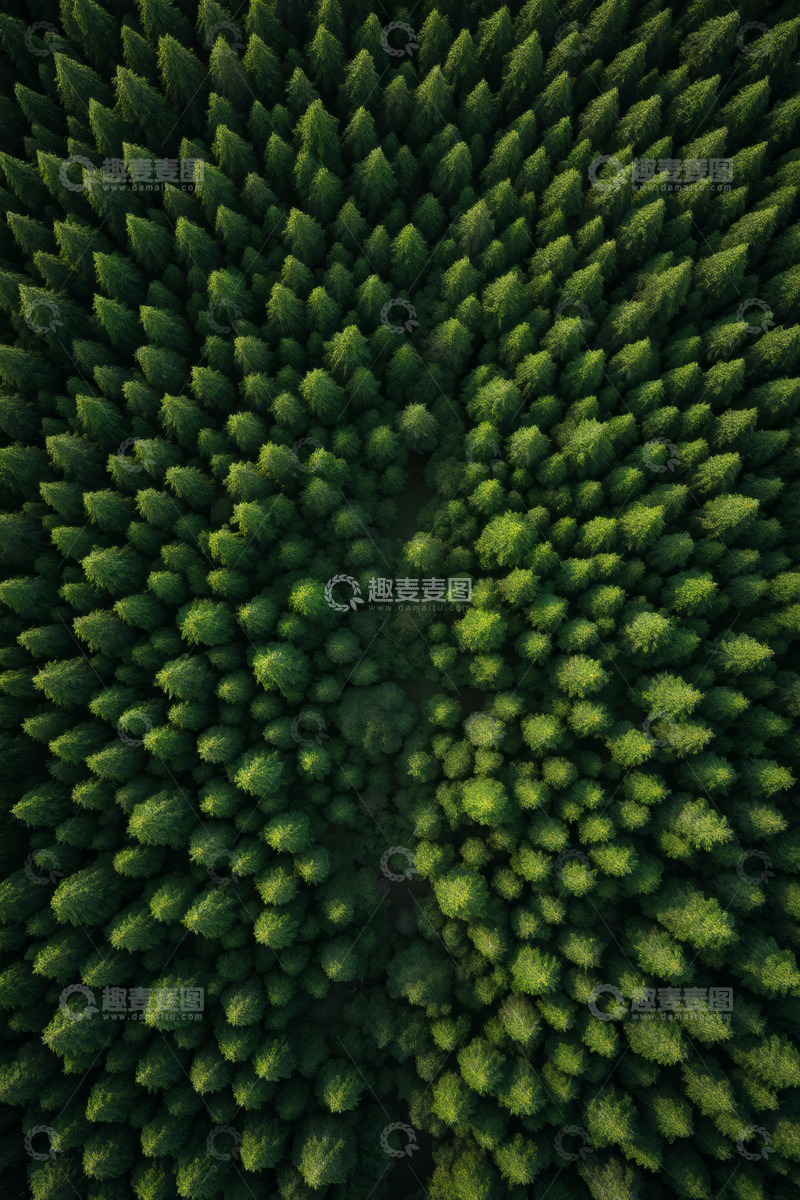 高清大图下载【趣麦麦图】俯瞰茂密森林绿植景观