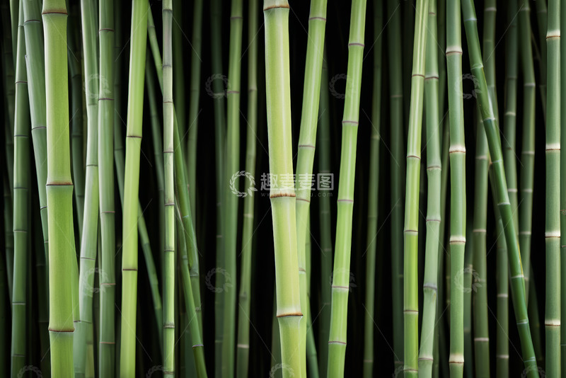 高清大图下载【趣麦麦图】竹林绿意盎然景象