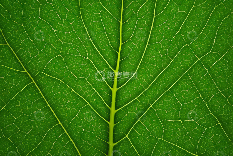 高清大图下载【趣麦麦图】绿色叶片纹理特写