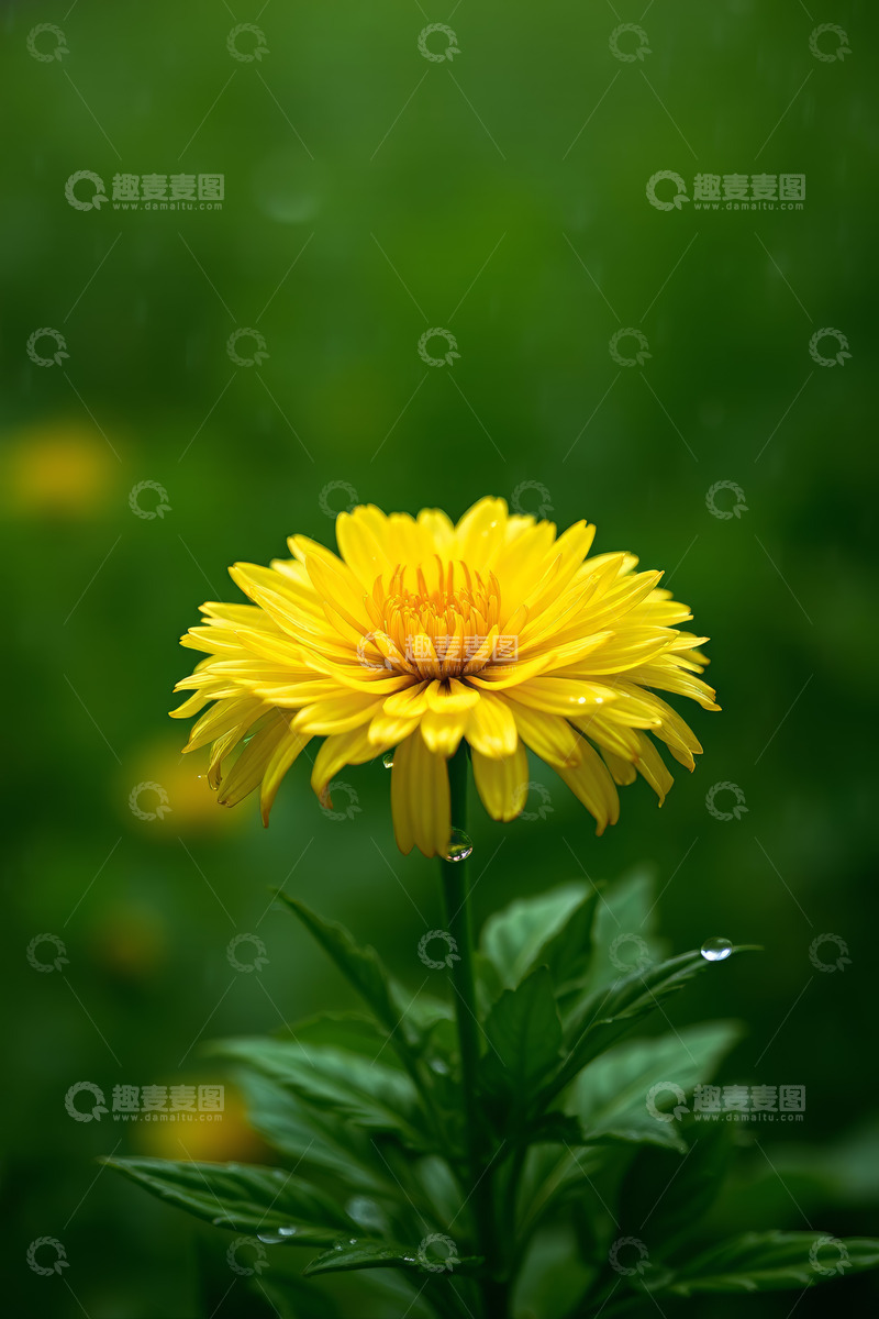 高清大图下载【趣麦麦图】黄色花朵微距特写