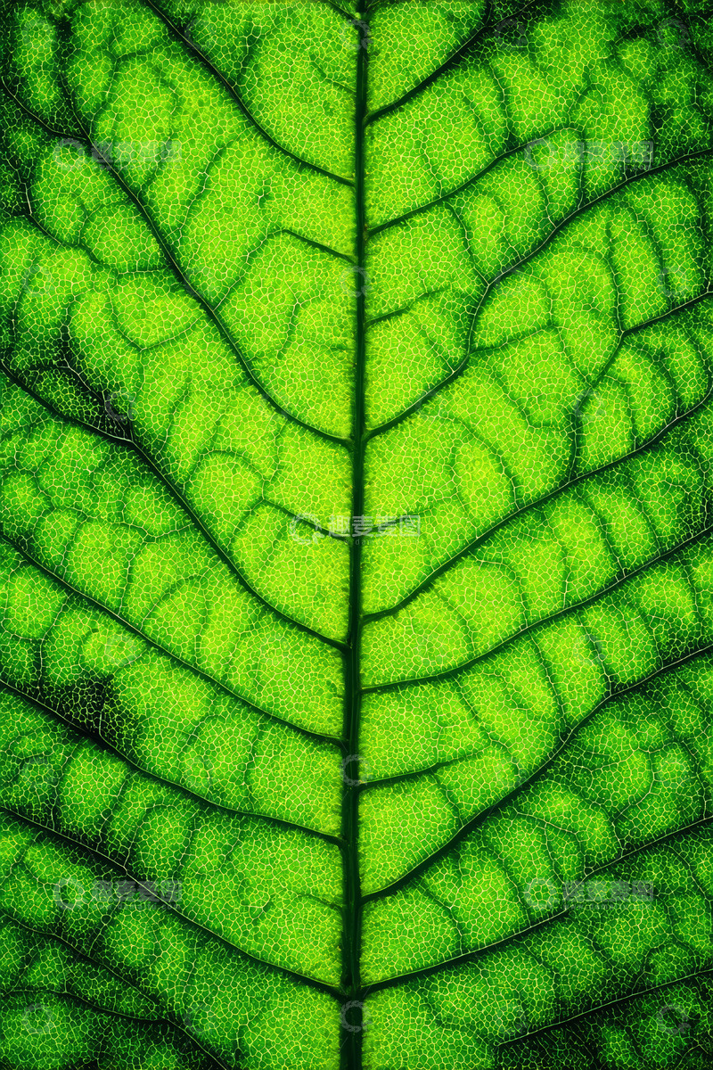 高清大图下载【趣麦麦图】绿色叶片纹理特写