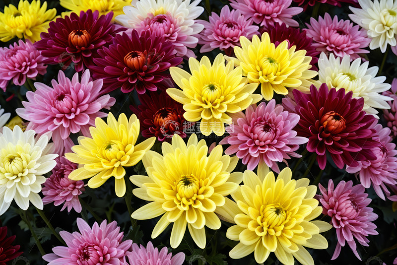 高清大图下载【趣麦麦图】多彩菊花花卉特写