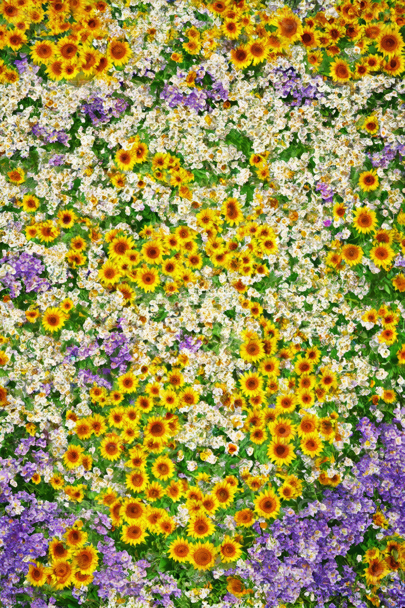 高清大图下载【趣麦麦图】多彩花卉大面积盛放景象