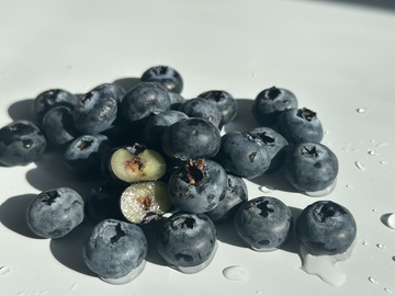 新鲜蓝莓特写摄影素材