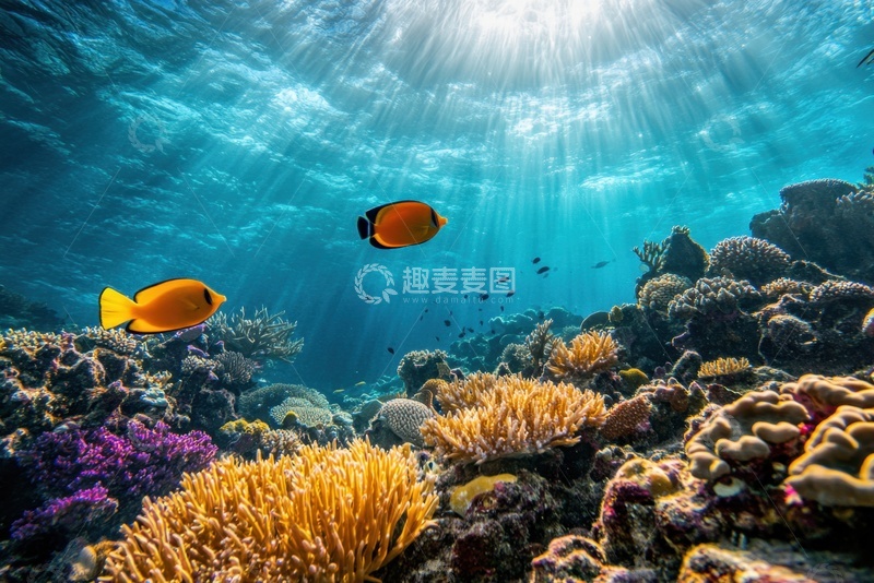 高清大图下载【趣麦麦图】海底珊瑚热带鱼美景