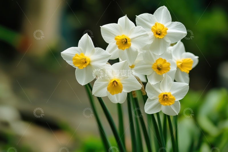 高清大图下载【趣麦麦图】一丛盛开的水仙花花朵