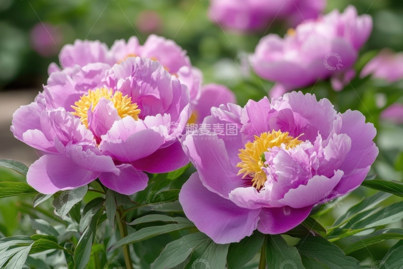 高清大图下载【趣麦麦图】盛开的紫色牡丹花