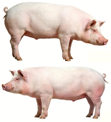 一头土猪家猪特写