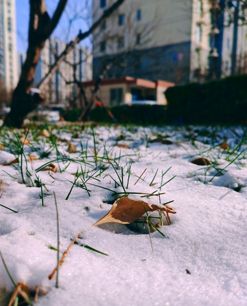 初雪覆盖绿草枯叶