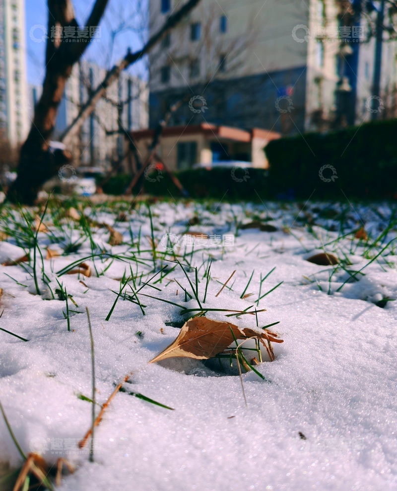 高清大图下载【趣麦麦图】初雪覆盖绿草枯叶