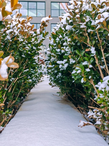 冬雪覆盖绿植小径