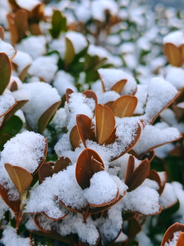 冬日雪景植物特写