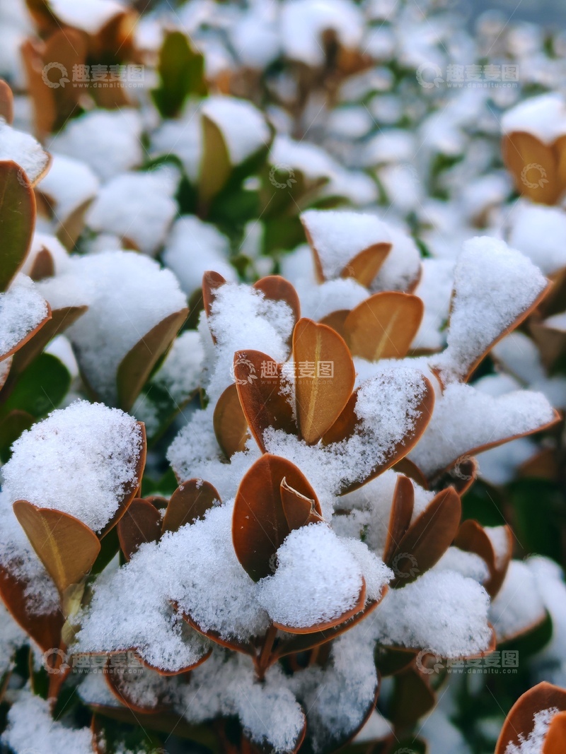高清大图下载【趣麦麦图】-冬日雪景植物特写