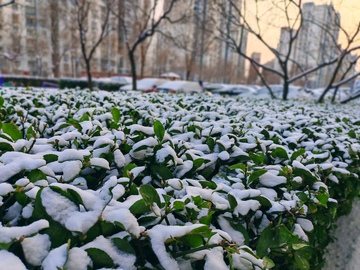 雪后城市绿植景观