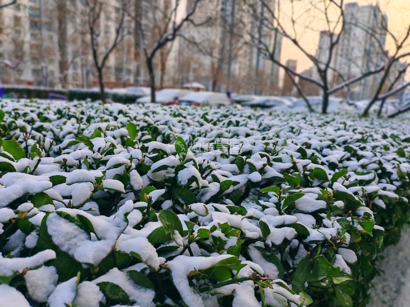 高清大图下载【趣麦麦图】-雪后城市绿植景观