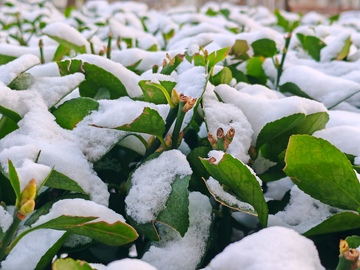 冬雪覆盖绿叶植物摄影