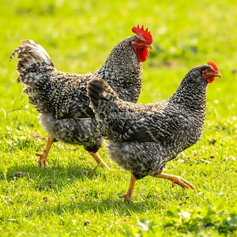 高清大图下载【趣麦麦图】两只芦花鸡图片