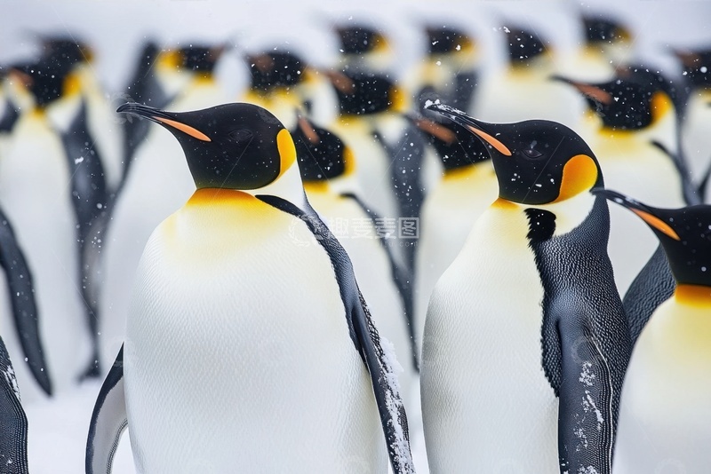 高清大图下载【趣麦麦图】一群北极企鹅摄影