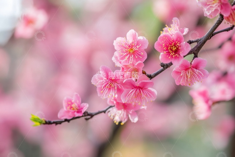 高清大图下载【趣麦麦图】春季盛开的桃花花枝