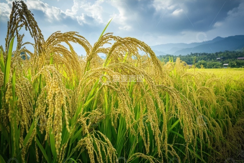 高清大图下载【趣麦麦图】一片稻田农田摄影