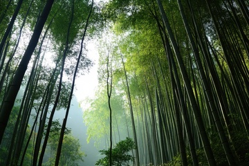 竹林翠竹自然美景