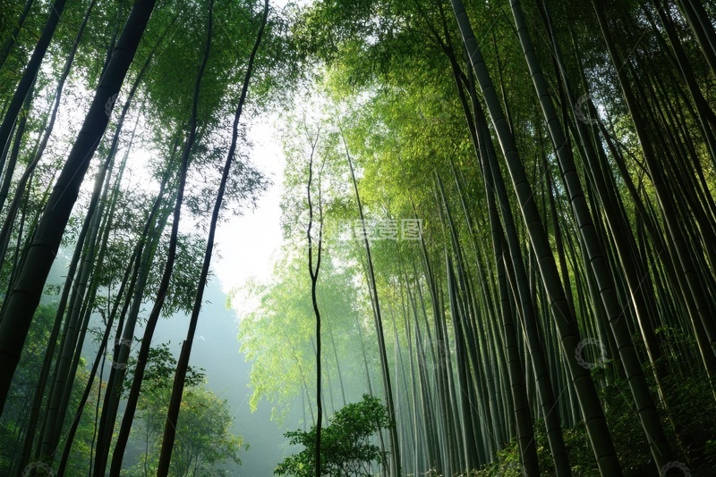 高清大图下载【趣麦麦图】竹林翠竹自然美景