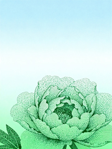 绿意牡丹线条艺术插画
