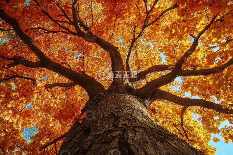 高清大图下载【趣麦麦图】一个大树枝叶摄影