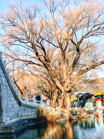 冬日古树映水景