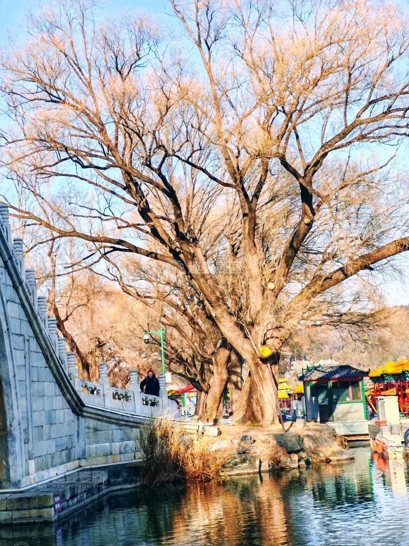 高清大图下载【趣麦麦图】冬日古树映水景
