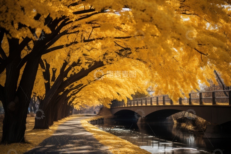高清大图下载【趣麦麦图】金黄色的大树公园拱桥建筑风景