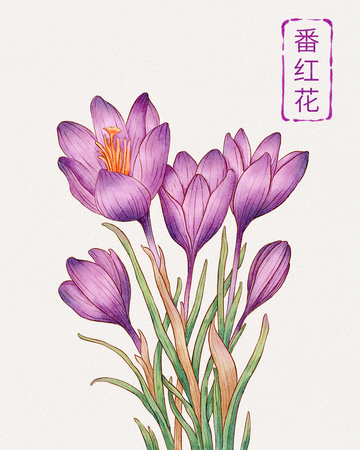 水彩番红花手绘插画