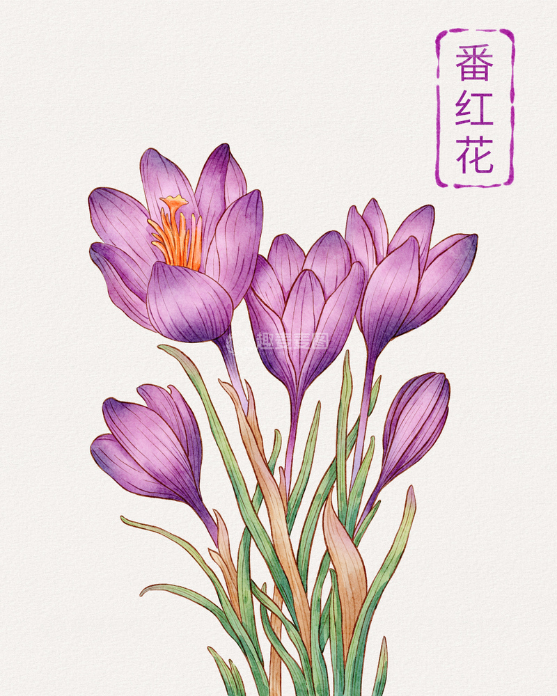 源文件下载【趣麦麦图】水彩番红花手绘插画