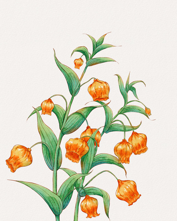 水彩宫灯百合花卉植物插画