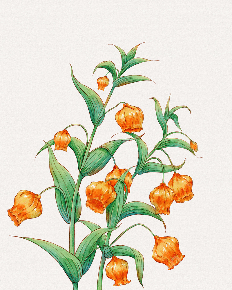 源文件下载【趣麦麦图】水彩宫灯百合花卉植物插画
