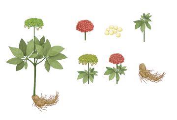 三七草药植物插画人参图解