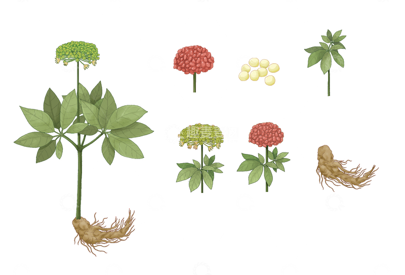 源文件下载【趣麦麦图】三七草药植物插画人参图解