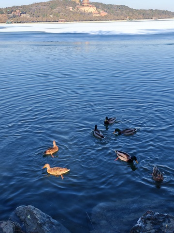 湖上鸭群悠闲游