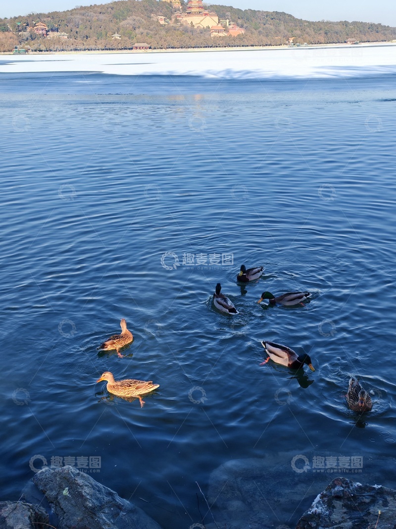 高清大图下载【趣麦麦图】湖上鸭群悠闲游