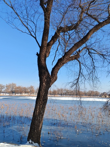 冬日冰封湖面树景