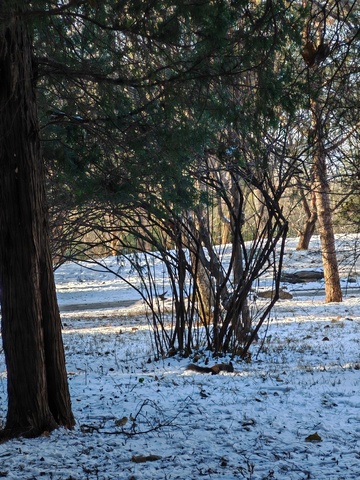 冬日松林雪景11111
